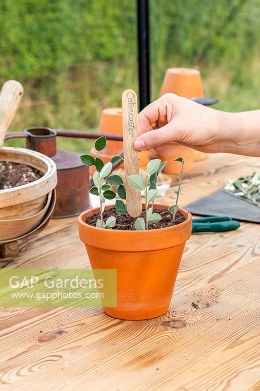 Inserting wooden plant label into pot of Cotoneaster hardwood cuttings