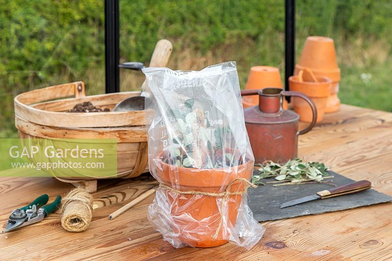 View of pot of Cotoneaster hardwood cuttings covered with clear polythene 
bag 