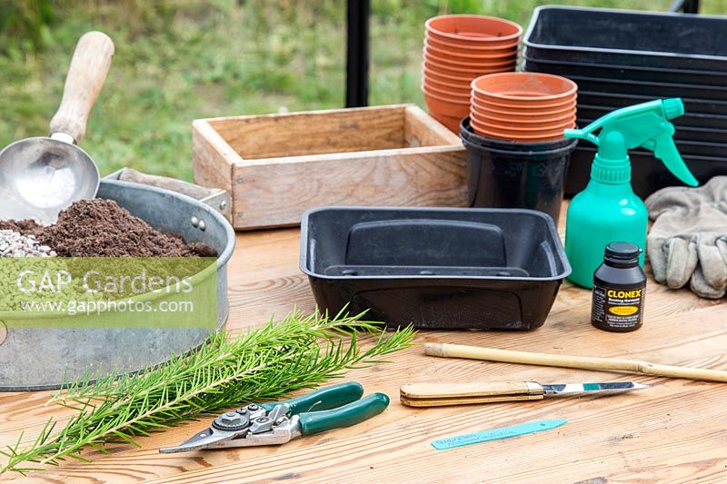 Materials and tools required for propagating semi-ripe harwood cuttings of Grevilliea rosmarinifolia.