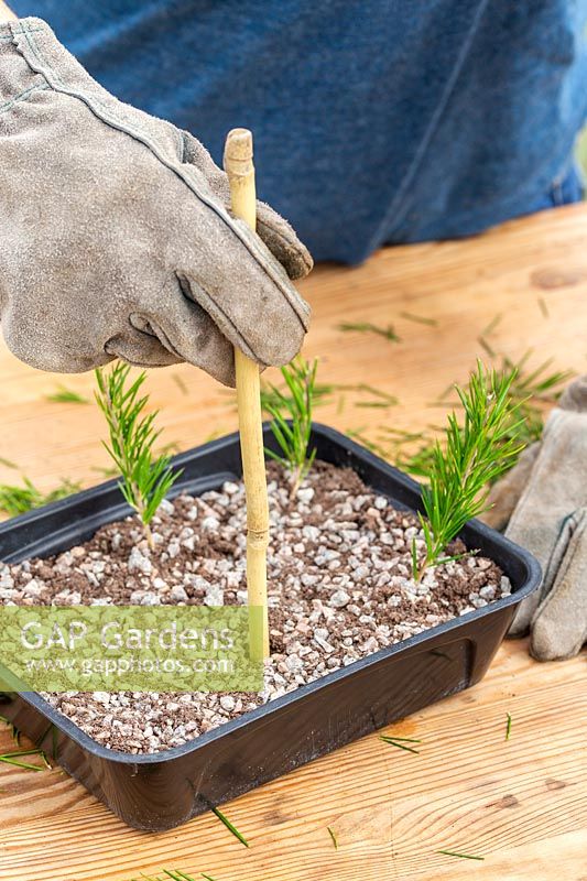 Woman using bamboo stick to make holes in seedtray of gritty compost for semi-ripe cuttings of Grevilliea rosmarinifolia.