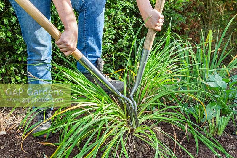 Woman using two gardening forks to separate large clump of Hemerocallis 'Arctic Snow' -Daylily 'Arctic Snow'. 