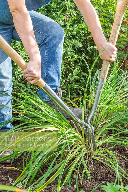 Woman using two gardening forks to separate large clump of Hemerocallis 'Arctic Snow' - Daylily 'Arctic Snow'. 