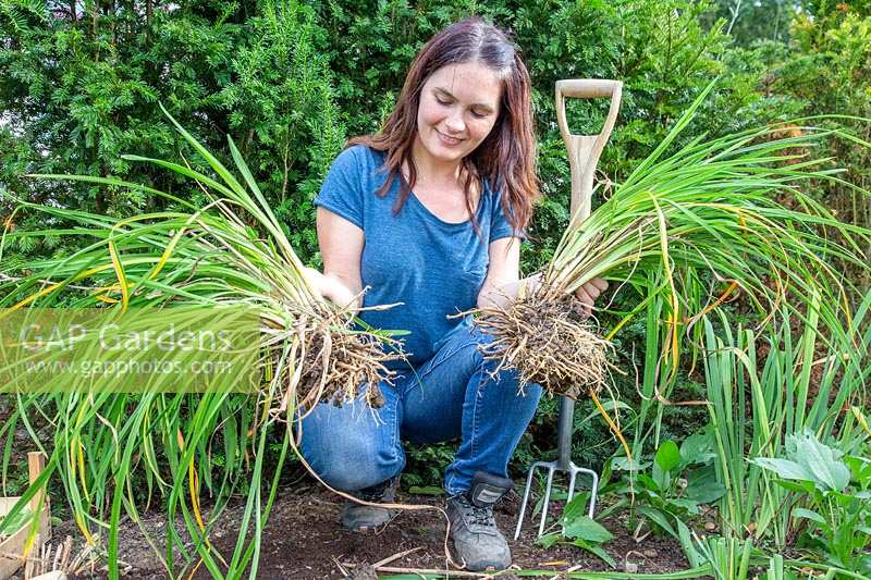 Woman holding two smaller  Hemerocallis - Daylily - plants that originally came from the same clump.