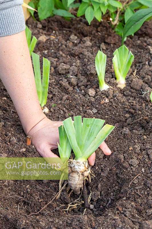 Woman replanting divided and trimmed Iris germanica 'Blue Rhythm' - Bearded Iris rhizomes in flowerbed.