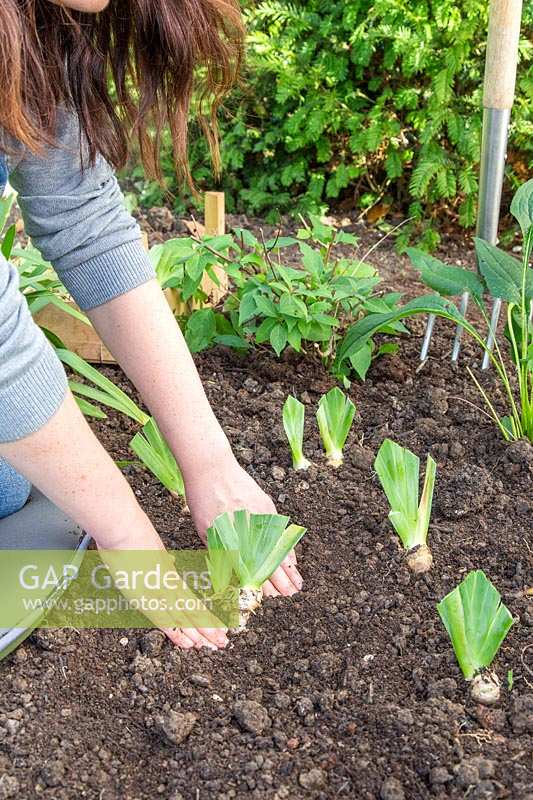 Woman replanting divided and trimmed Iris germanica 'Blue Rhythm' - Bearded Iris rhizomes in flowerbed.