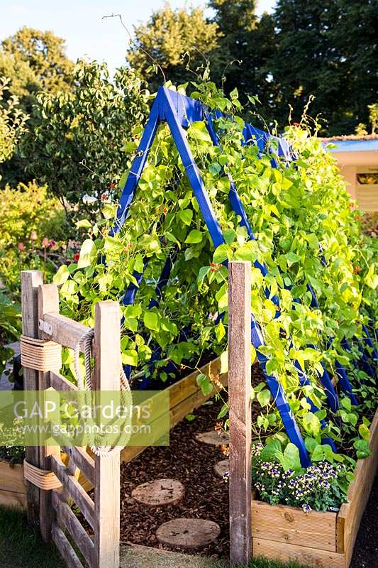 Colourful wooden frame support for runner beans with wooden gate and path made from sliced logs. 