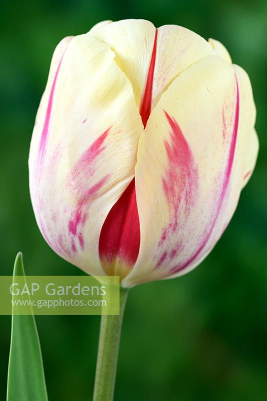 Tulipa  'Burning Heart' - Darwin Hybrid Group 