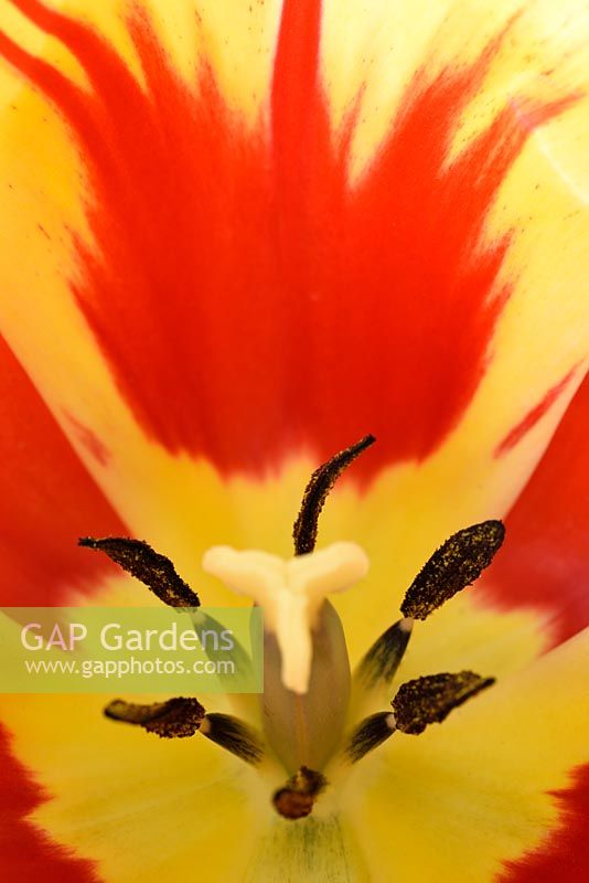 Tulipa  'Burning Heart'  - Darwin Hybrid Group 