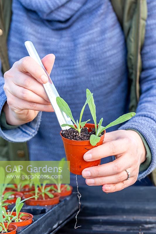 Woman thinning out seedlings of Centaurea cyanus 'Blue Ball' - Cornflower. 