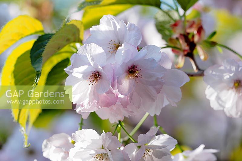 Prunus 'Matsumae-asami' - Flowering Cherry 