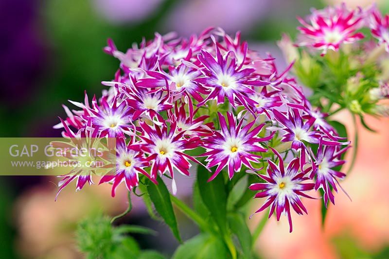 Phlox Popstars 'Purple Eye' half-hardy annual