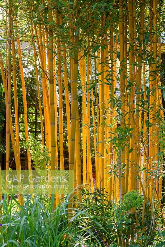 Phyllostachys aureosulcata f. spectabilis, Gloucester, UK