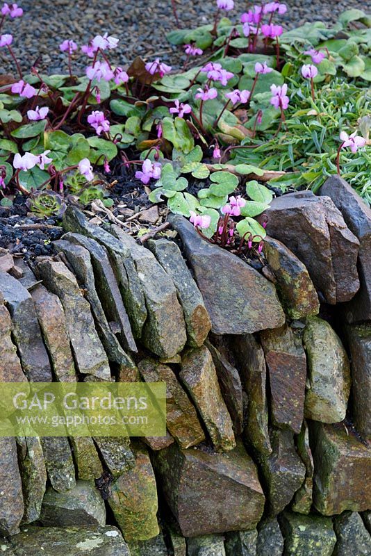 Stone built retaining wall with self seeded Cyclamen coum, Devon, UK