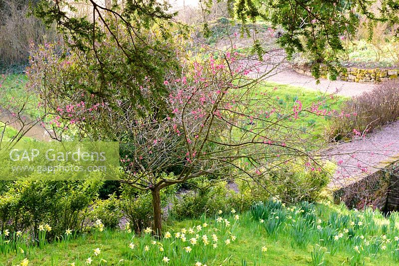 Prunus mume 'Beni-chidori' on bank with naturalised daffodils, Nottinghamshire