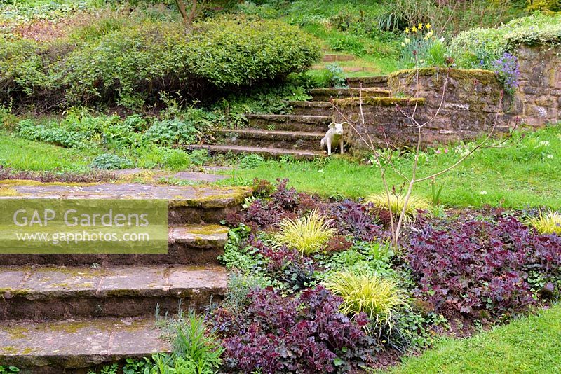 Heuchera villosa 'Palace Purple' with variegated carex beside steps with pig, Ross-on-Wye