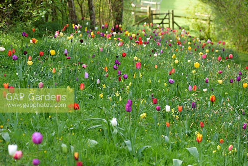 Sloping meadow of multi-coloured tulips, fritillaries and camassias, Ross-on-Wye, Herefordshire
