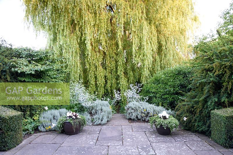 Weeping willow with Eryngium, cornus, santolina and pots of begonias, Kent