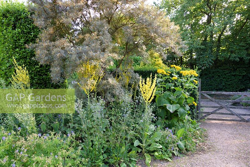 Hippophae rhamnoides with verbascums, eryngiums, geraniums and yellow inula, Kent