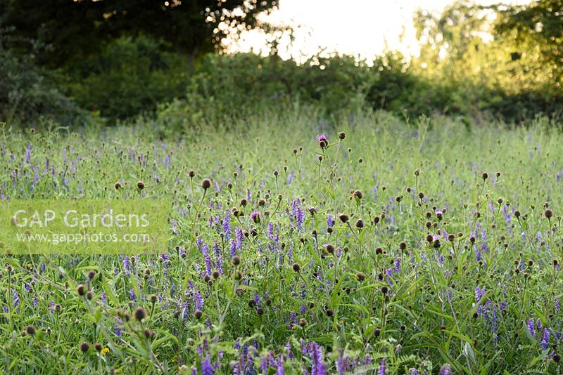 Meadow with Centaurea nigra - common knapweed, and Vicia cracca - tufted vetch, Kent