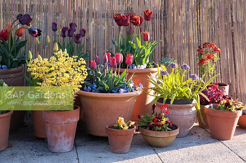 Tulipa 'Abu Hassan' and 'Princess Irene', wallflowers, primulas and Scilla peruviana, Stockbridge, Hampshire