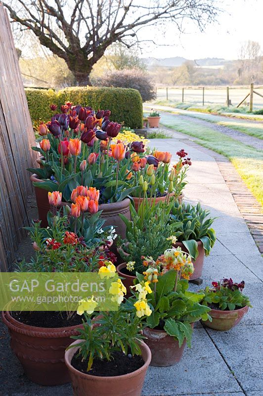 Tulipa 'Abu Hassan' and 'Princess Irene', Stockbridge, Hampshire