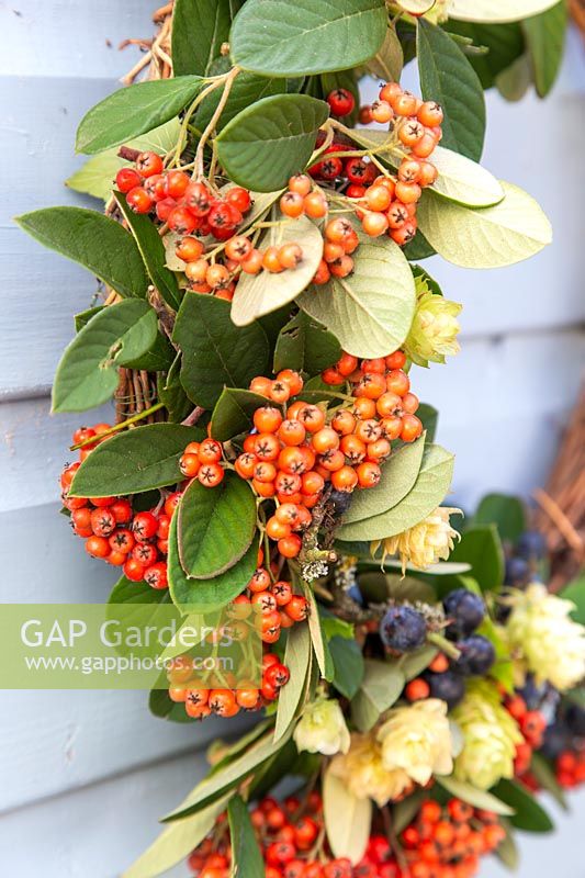 Autumnal deocrative wreath, with hop flowers, Cotoneaster and sloes.