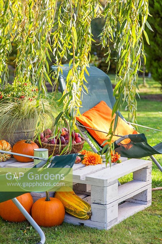 Pallet table with garden chairs, pumpkins and squashes under weeping willow.