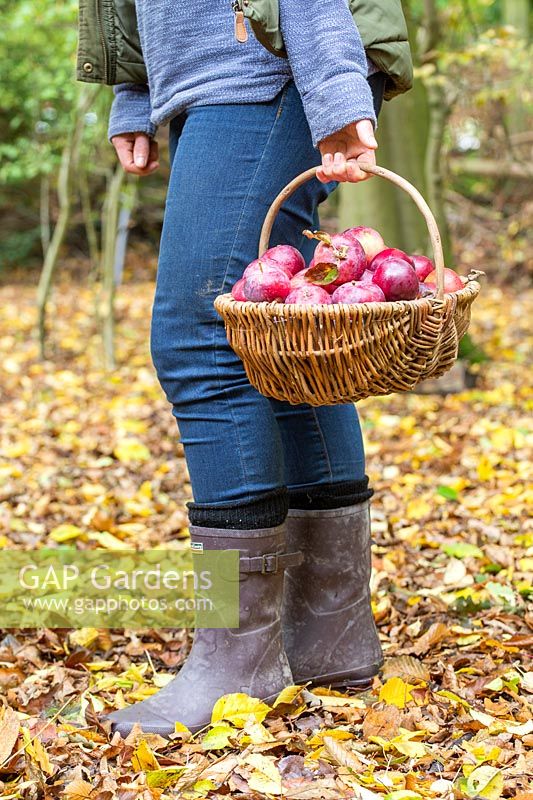 Woman with basket of harvested apples.