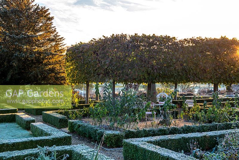 Sun rising over pleached Limes in the walled garden, with frosted box hedging.  