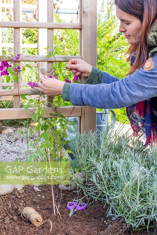 Woman gently tying in Clematis stems to trellis arch.