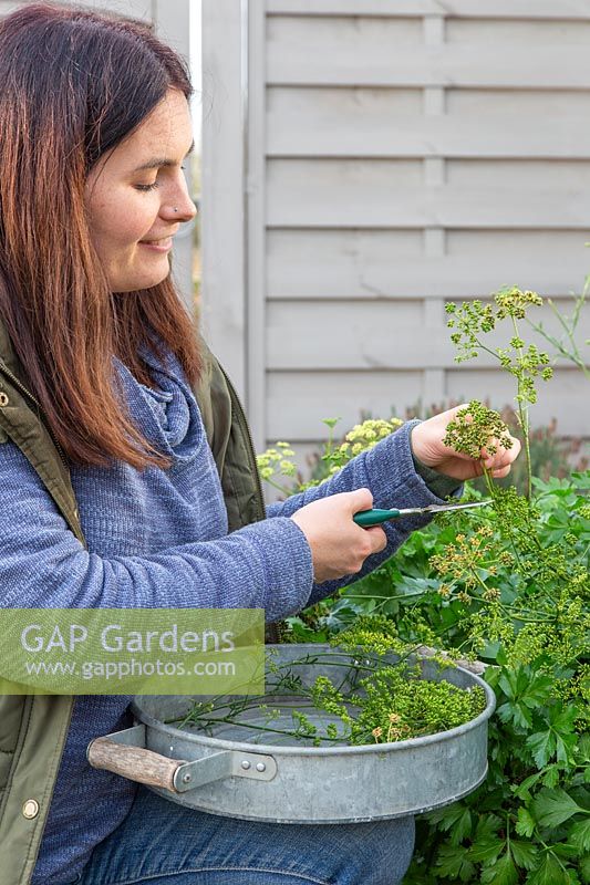 Woman cutting off seed heads from parsley plant - Petroselinum. 