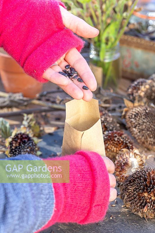 Woman storing seeds of  Helianthus 'Black Magic' - Sunflower  'Black Magic' - in brown paper envelope.