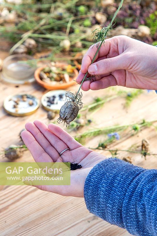 Woman harvesting seeds from dried seedpods of Nigella 'Miss Jekyll' - Love-in-the-mist  'Miss Jekyll'.