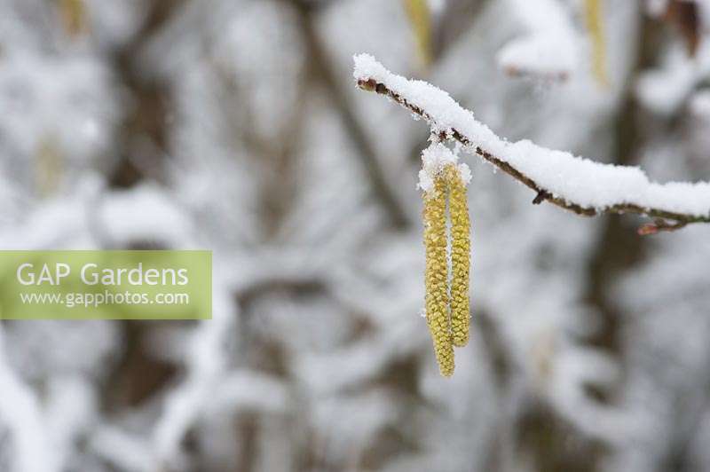 Corylus avellana - Hazel catkins in late winter snow