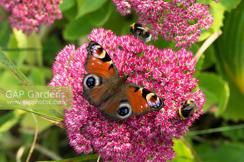 Inachis io - Peacock butterfly - on Sedum spectabile 'Autumn Joy' flower