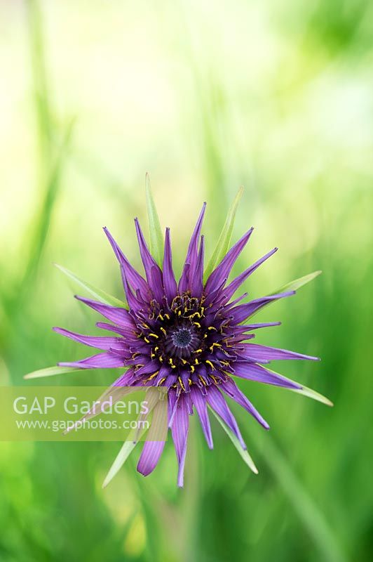 Tragopogon porrifolius - Purple Salsify 