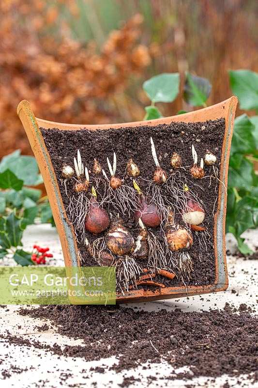 Cross section of rooting and shooting bulb lasagna in terracotta pot, including Narcissus 'Cheerfulness White', Tulipa 'Passionale', Crocus 'Ruby Giant' and Muscari latifolium.