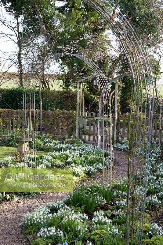 View of metal rose archways over curved pathways, bordered by flowering Galanthus - snowdrops. 
