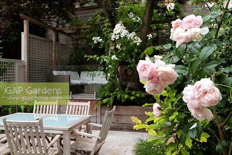 Secluded garden in two levels, dining furniture and trellis fencing, Rosa 'The Generous gardener' in foreground
