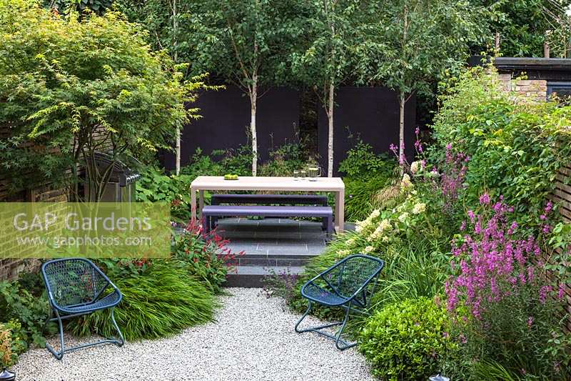 View of modern table and bench with Betula utilis var. jacquemontii planted infront of painted purple wall. Garden design by John Davies Landscape.