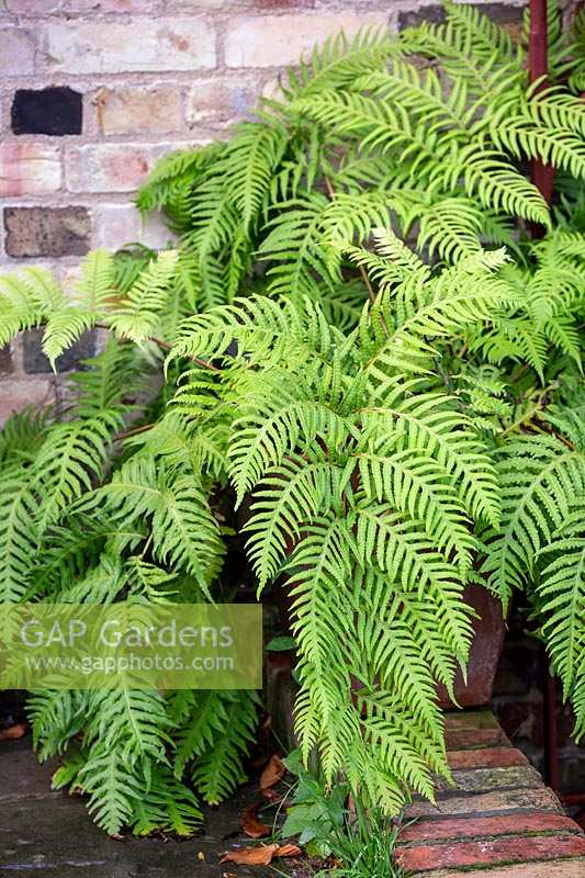 Woodwardia unigemmata - Jewelled chain fern