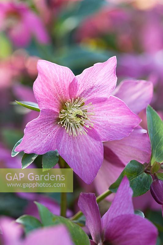 Helleborus 'Walberton's Rosemary' - Hellebores