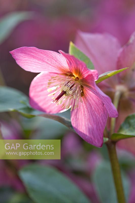 Helleborus 'Walberton's Rosemary' - Hellebores