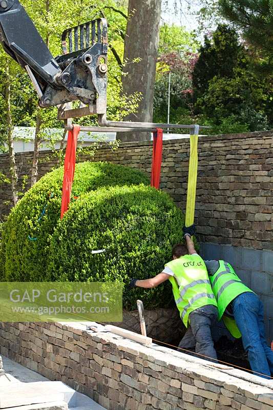 Box balls are lowered into place in preparation for RHS Chelsea Flower Show