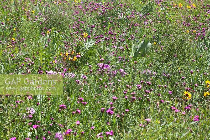 North American prairie meadow with Dianthus, Phlox and Oenothera, RHS Gardens Wisley