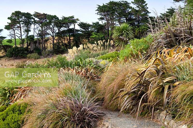 View of mixed borders of Phormiums and Grasses at Fishermans Bay, New Zealand. 