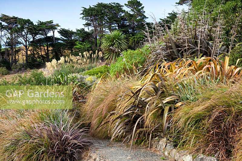 View of mixed borders of Phormiums and Grasses at Fishermans Bay, New Zealand. 