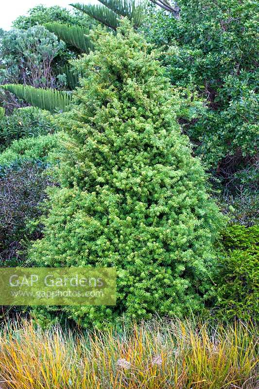 Podocarpus totara and Libertia peregrinans
