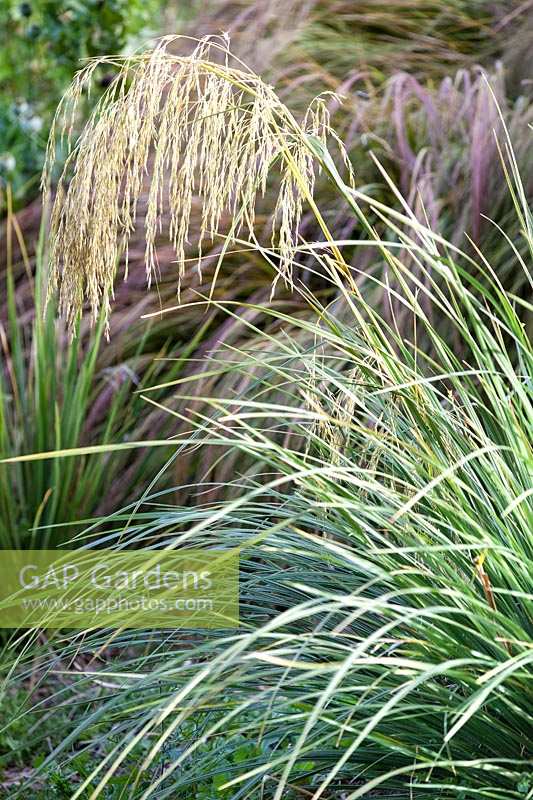 Chionochloa conspicua, Grass. January.