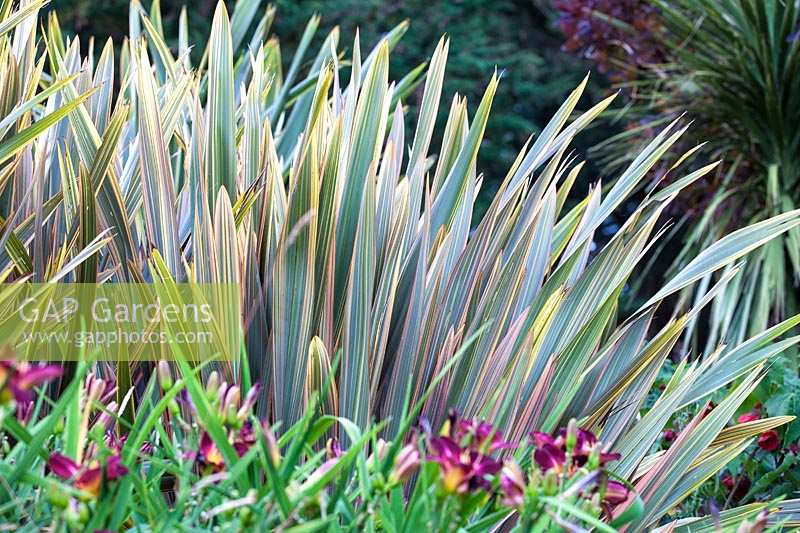 Phormium Sundowner - New Zealand Flax.